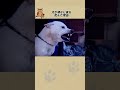 犬が頑なに家を拒んだ理由  #感動ストーリー #感動の館 #ペットストーリー #柴犬 #animals