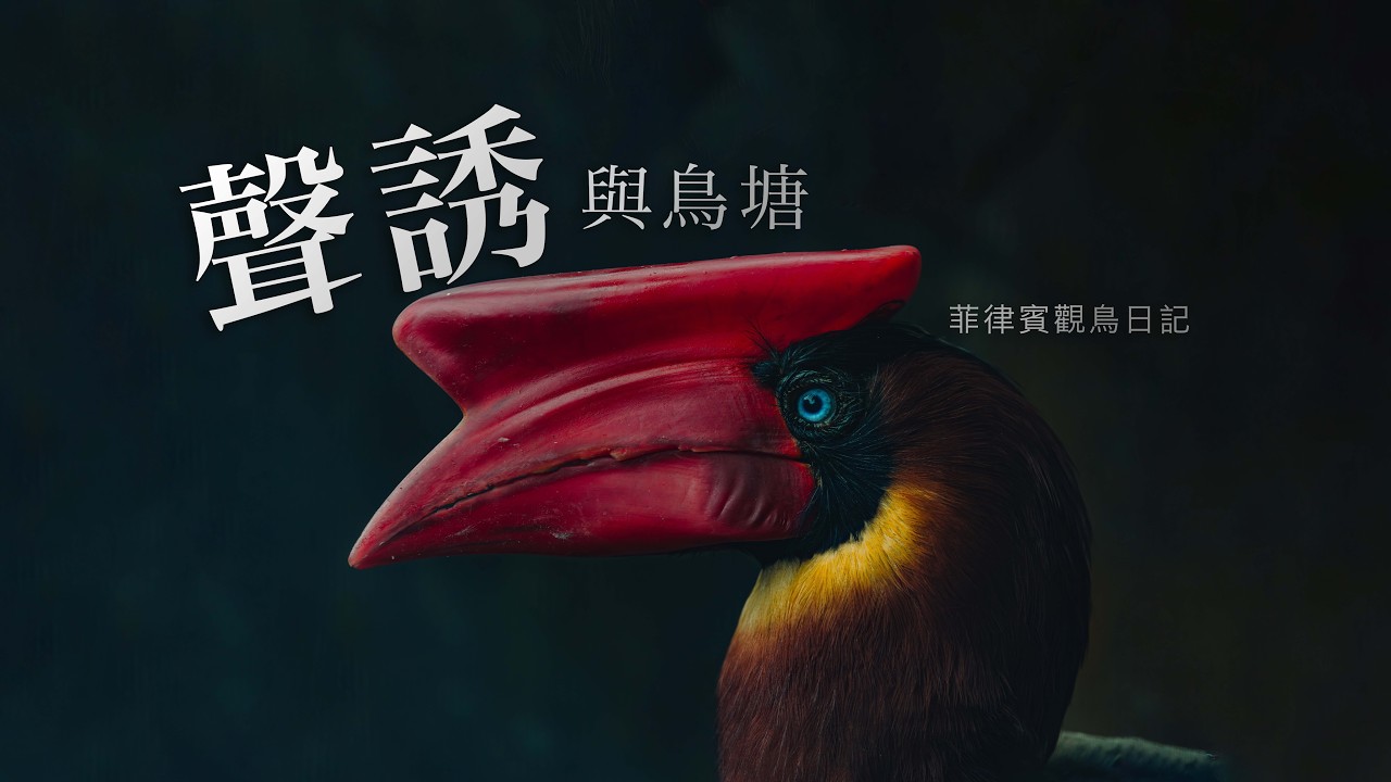 【菲律賓】我遇到了菲律賓國鳥！但在這裡觀鳥突破了我的認知… 縮圖