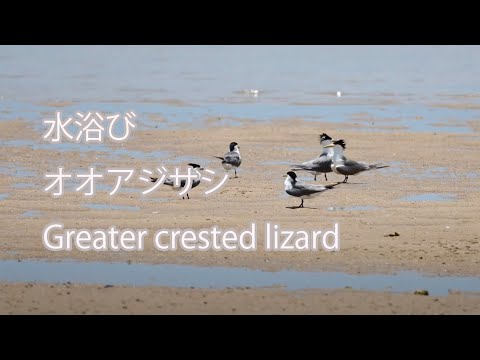 【水浴び】オオアジサシ Greater crested lizard