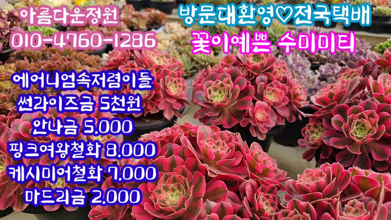 #아름다운정원1탄#에어니옴속#대품신상 #특가세일도 찾아보세요(5만원이상 선물도증정) ♡마리아느금♡뭇별금♡아데나금♡니카철화금 ...