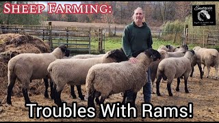 Sheep Farming: Troubles With Rams!