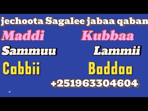 Jechoota Sagalee jabaa qaban barressuu Kutaa 12ffaa itti dhihaadha ...