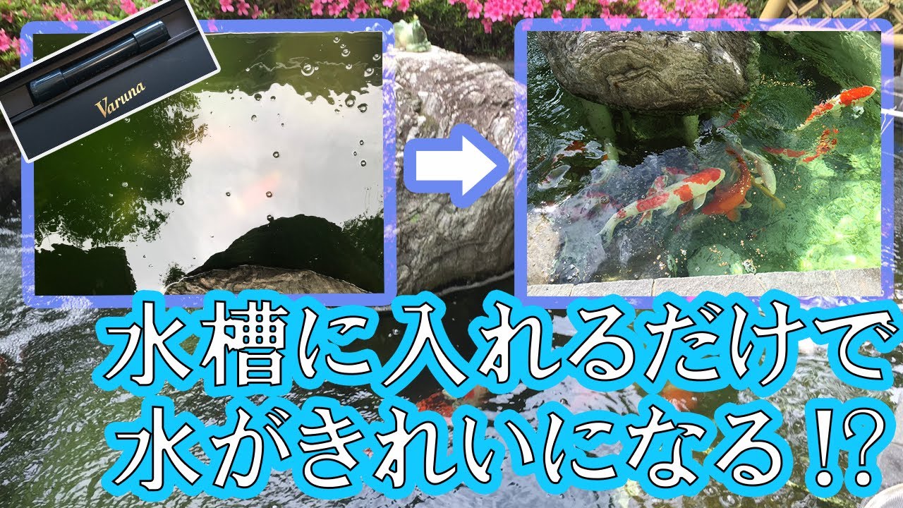 Varuna】水槽に入れるだけで水がきれいになるヴァルナの紹介 - YouTube