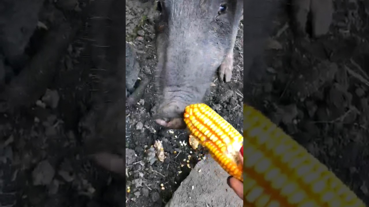 Pig eats corn 🇧🇷 Brazil