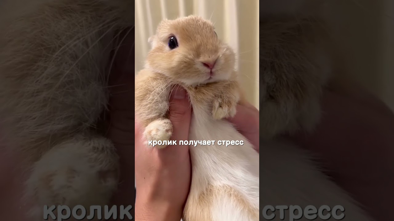 🚫 Не переворачивай кролика на спину 