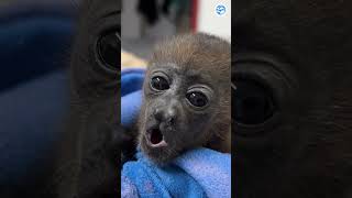 Baby Monkey is Loudest Land Mammal On Earth #monkeys #aww #cuteanimals
