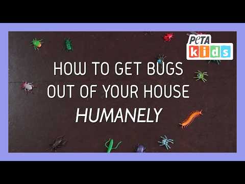 How to Get Bugs out of Your House Humanely