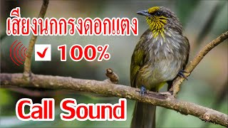 Suara Kicau Burung Wilayah Selatan 100%, Merbah Lekir Gacor Bahanan 100%, Suara Kicau Burung.