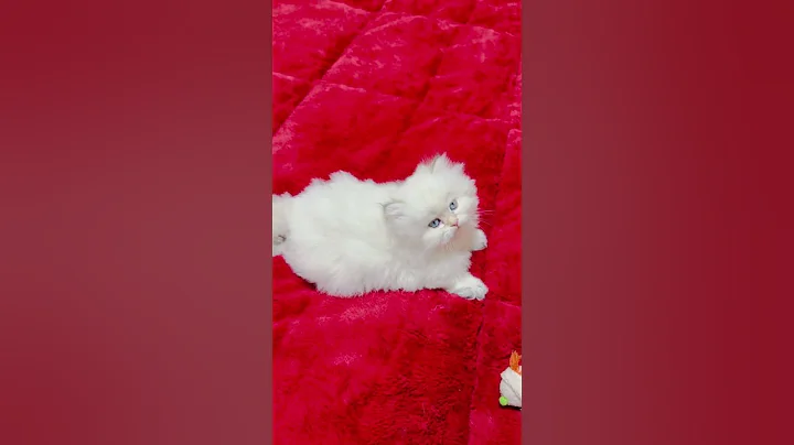 Video 4177011: british longhair kitten, british longhair silver, funny british longhair, longhair boy