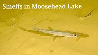 Smelts in Moosehead Lake