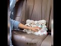 Cute naughty nuggets try not to say awww pomeranian pomeranian nugget doglovers puppy