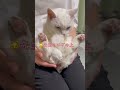 先生の膝上で球体になっていくにゃあにゃ【白猫にゃーにゃ】#shorts