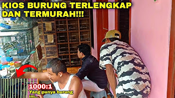 CUMA KIOS MAS BUDI YANG PUNYA BURUNG LANGKA ASLI HUTAN GACOR SUARA LANTANG TAPI MERDU PALING DICARI