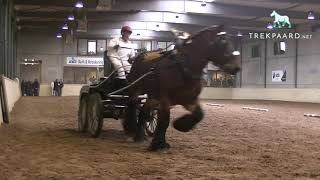 Belgian draft horse stallion - driving