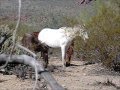 Painting the lead Mare Salt River