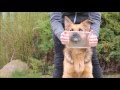 DOG TRICKS BY GERMAN SHEPHERD BRITNEY - 3 YEARS !