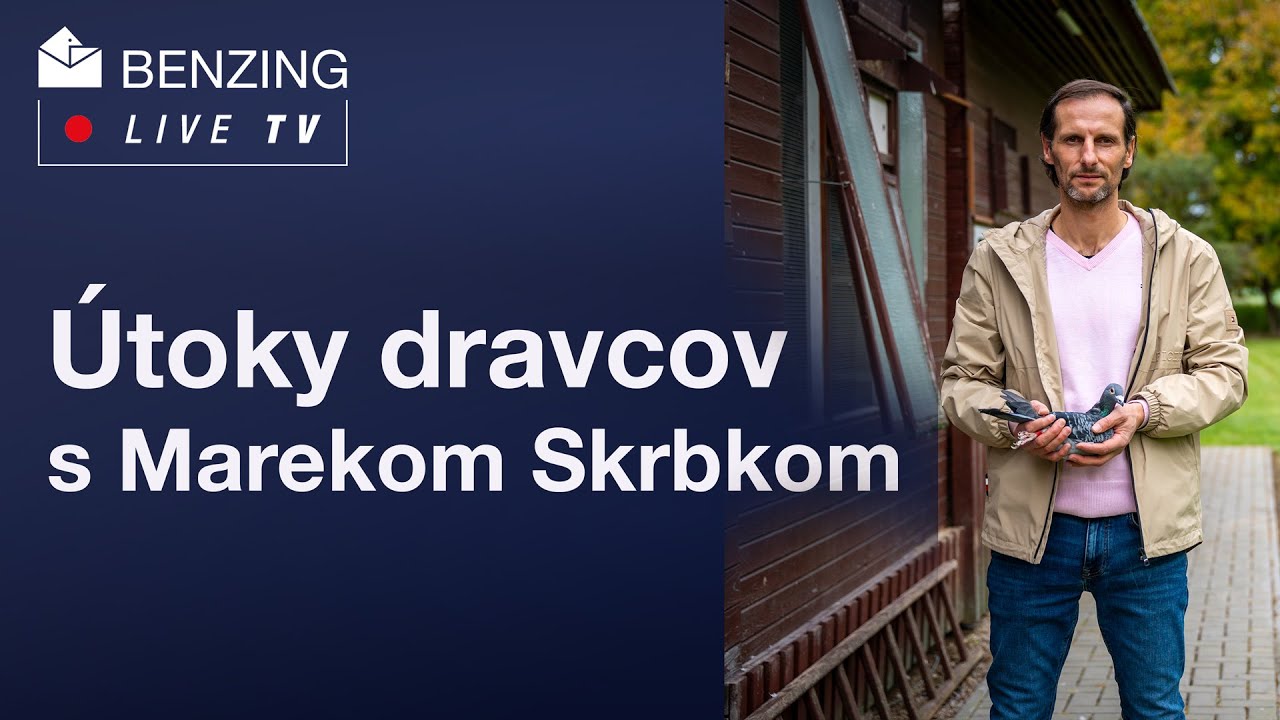 Dravce útočia na poštové holuby – skúsenosti chovateľa Marka Skrbka