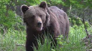 Ako sa ubrániť útoku medveďa / HOW TO SURVIVE A BEAR ATTACK
