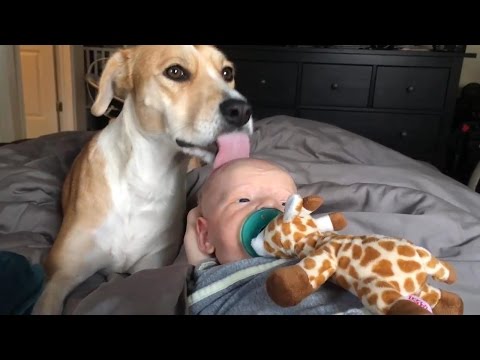 Собака лижет голову ребенка