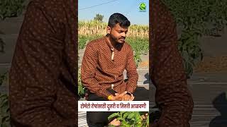 टोमॅटो रोपांची दुसरी व तिसरी आळवणी 🍅 #shortvideo #tomatofarming #tomatofarm #टोमॅटो