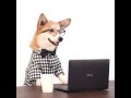 Corgi love