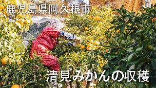 清見みかんの収穫 (鹿児島県阿久根市)