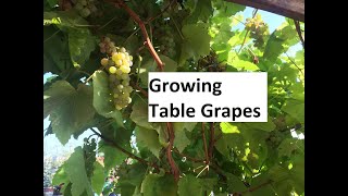 Growing Table Grapes