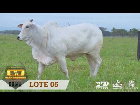 LOTE 05