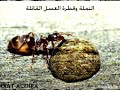 النملة وقطرة العسل