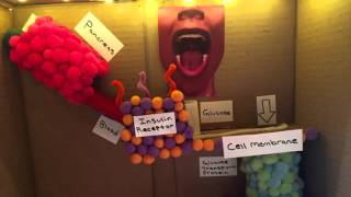 Glucose and Insulin Project for Biomed - Alisha Kleinhammes and Flynn Reed
