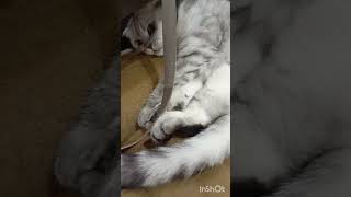 Кошка Кейси 🐱 ❤️❤️❤️