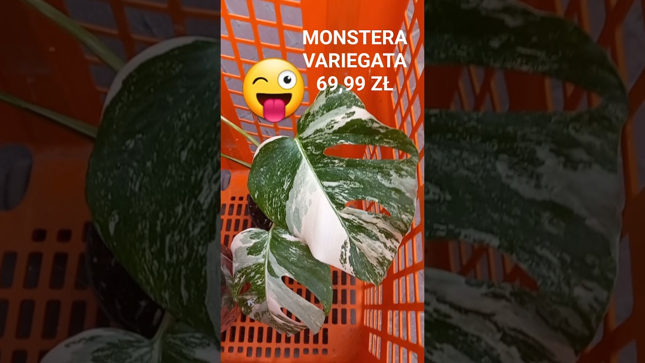 OBI Monstera Variegata PLN 69.99 - YouTube