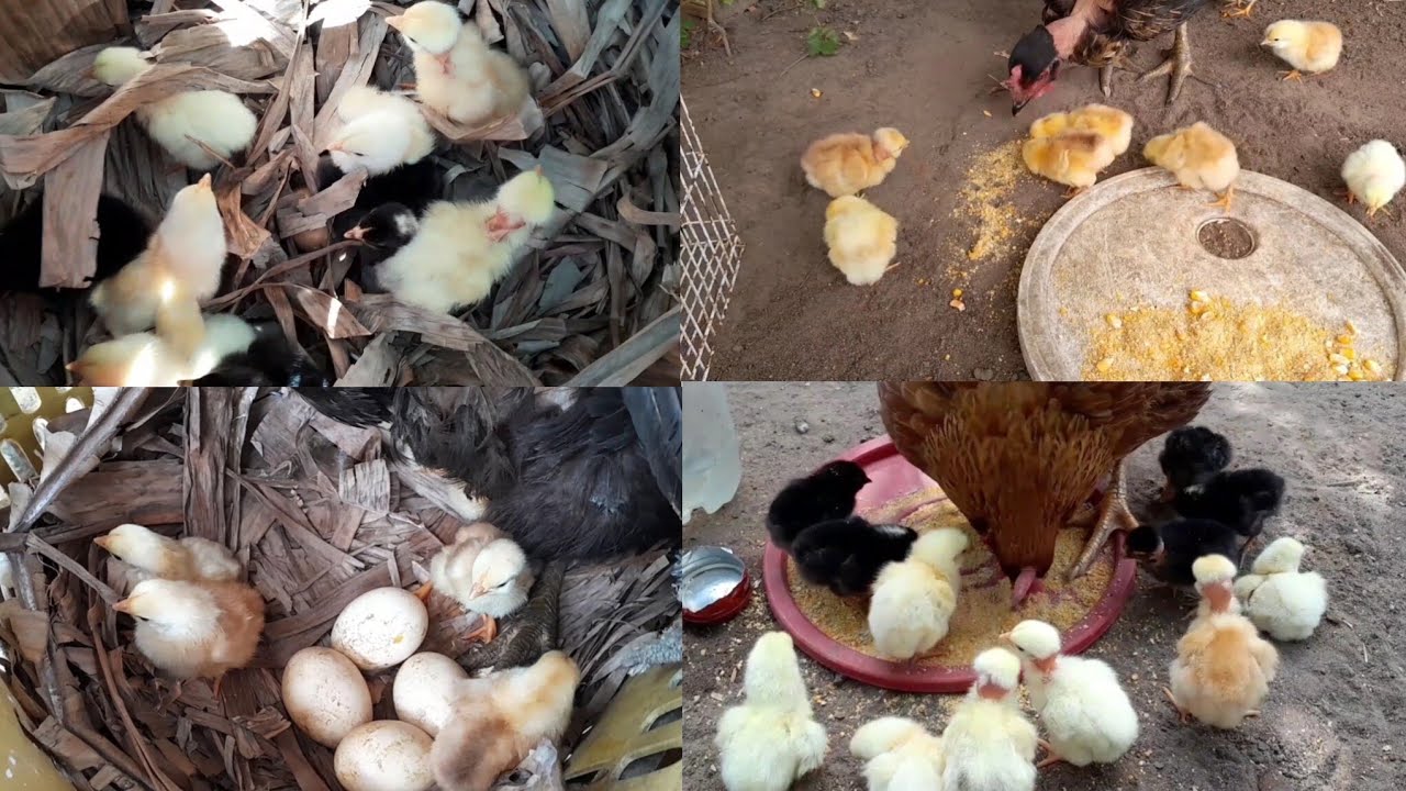 Recorde de nascimento de pintinhos de galinha de capoeiras no sitio 22/01/2026