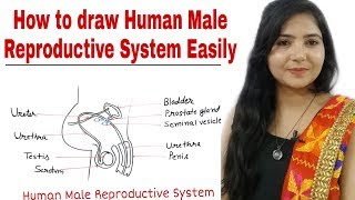 How to draw Male #Reproductive System Step by step for beginners ||Class 10th Science biology |