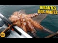 7 monstros GIGANTES que vivem no fundo do mar