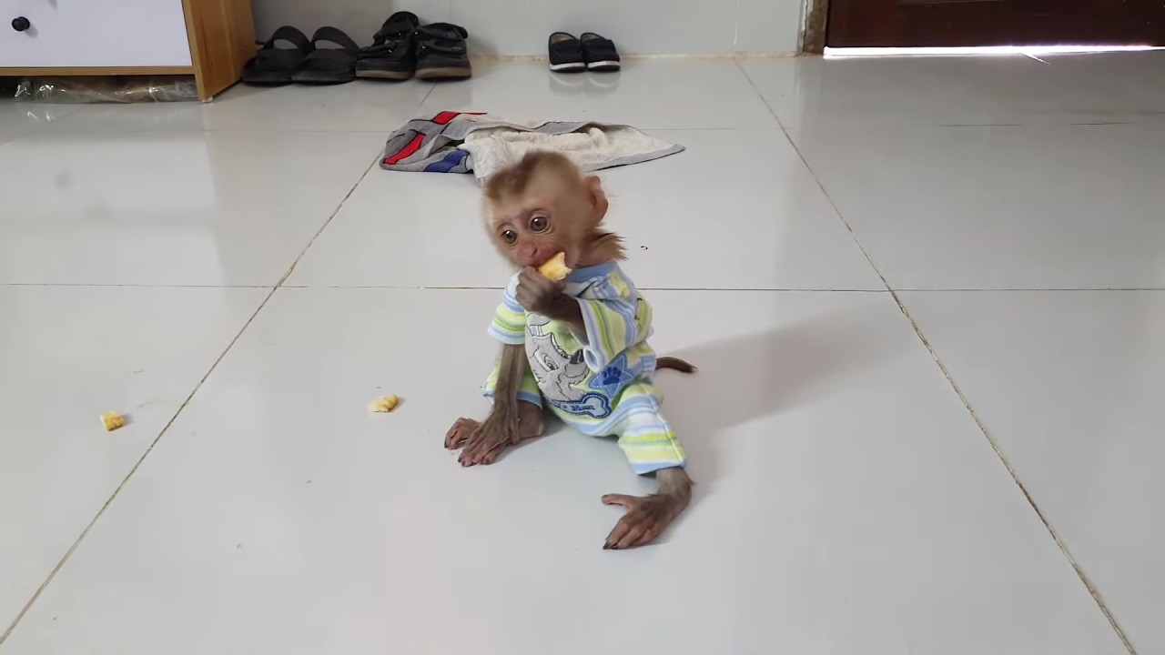 Baby monkey go find cookie with brother