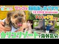 【犬と淡路島へおでかけ】ワンコに優しい淡路島で海外気分満喫!!天童なこ&麦(ヨークシャーテリア)Go!Go!わんだフル #4淡路島編