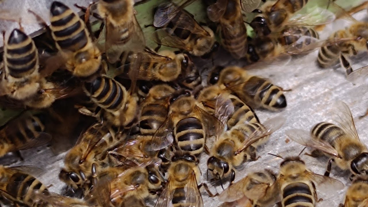 Pszczoła bez skrzydeł... To sygnał dla pszczelarza