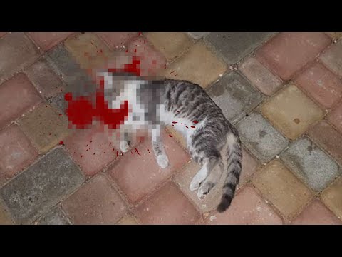 Разъяренный отец выбросил