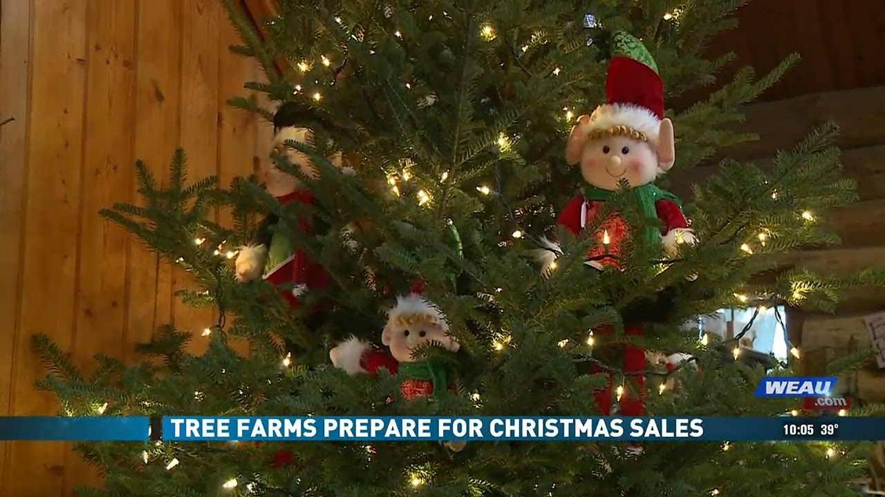 Tree farms prepare for holiday sales - YouTube