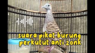 suara pikat burung perkutut anti zonk terbukti ampuh