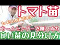 【家庭菜園】たくさん収穫出来る良いトマト苗の見分け方