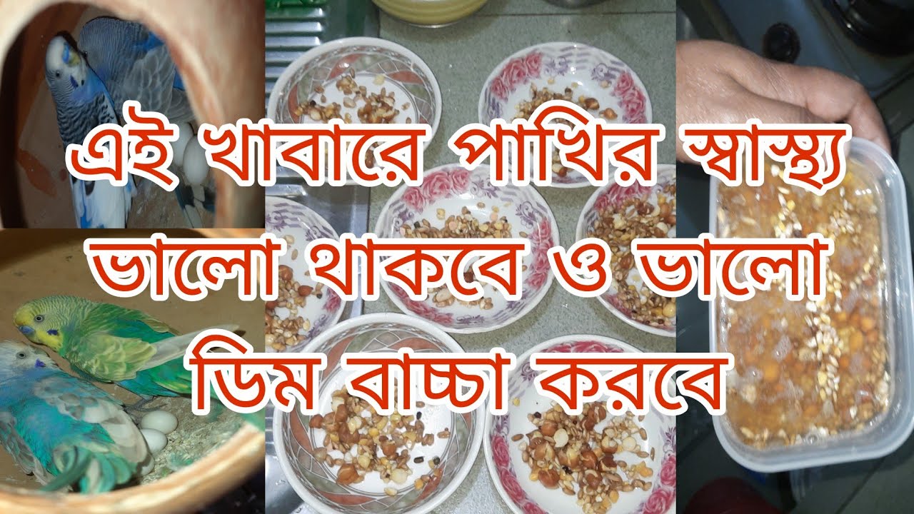 এই খাবারে পাখির স্বাস্থ্য ভালো থাকবে ও ভালো ডিম বাচ্চা করবে | বার্ডস অফ সিটি। 