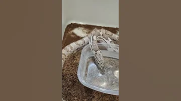 Маисовый полоз. Самец Ghost, самка Normal oketi