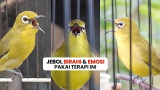 Pancingan Naikan Emosi Pleci Agar Buka Paruh Terapi Dengan Suara Ribut Saling Saut