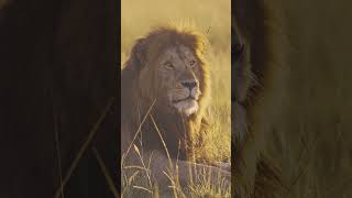 Meet Half Tail - Mini Big Cat Diary - Day 230 - African Wildlife In Masai Mara In Africa