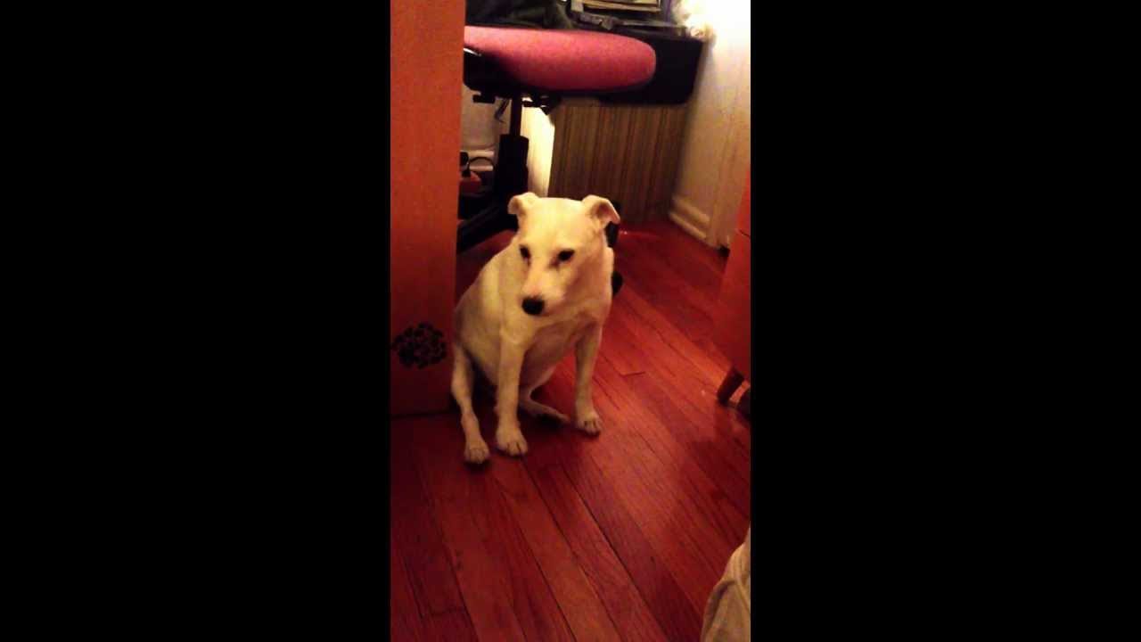 zappos promo code Un chien coupable essaie de s'éclipser