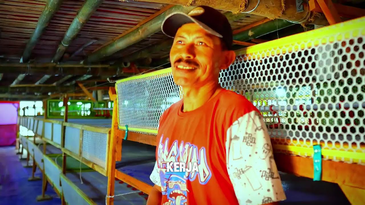 KANDANG KECIL MUAT BANYAK SETELAH UPGRADE RAK KOLONI