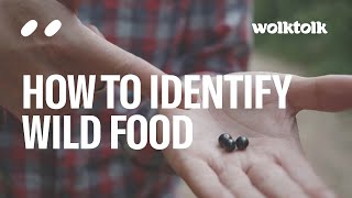 How to Identify Wild Food