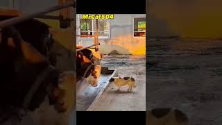 Funniest Animals #1 2023 #funny #shorts #short #cat #best #dog #comedy #fail